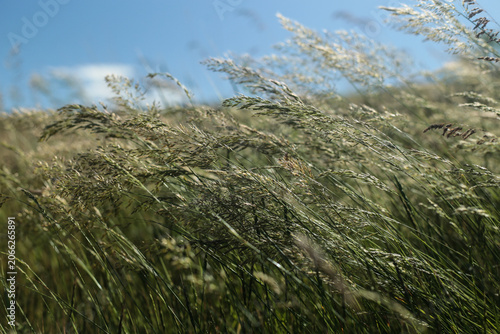 Vászonkép Wild grass swaying in summer breeze