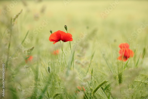 Poppy in the field in the morning. Poland.