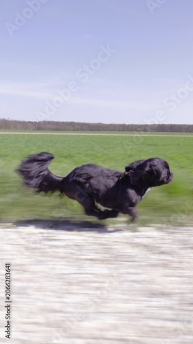 Excited dog running fast on countryside gravel road side shot tracking