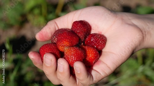 Ripe red strawberry in a child's hand against a strawberry patch. Growing and harvesting fresh berries in the garden. Sweet natural dessert rich in vitamins and healthy nutrition.