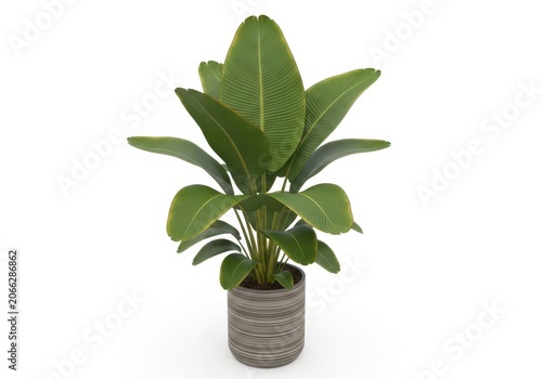 Green houseplant with large leaves in a gray pot