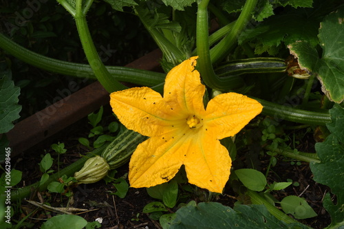 Obraz na plátně Zucchini-Blüte