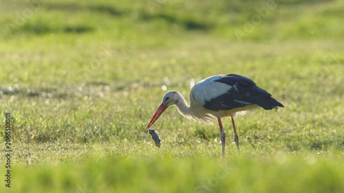 White stork hunting and holding a caught mouse in its beak on a green meadow. Nature of Czech republic.