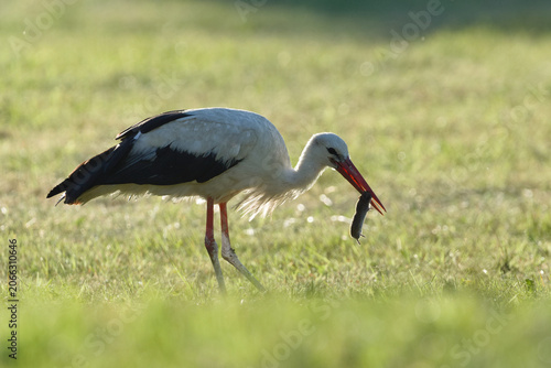 White stork hunting and holding a caught mouse in its beak on a green meadow. Nature of Czech republic.