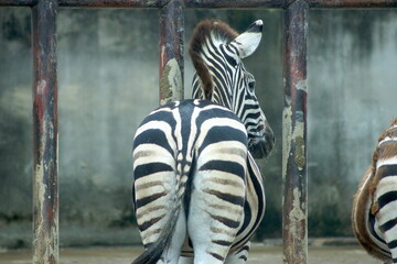Zebra Looking Back Showing Distinctive Black and White Stripes