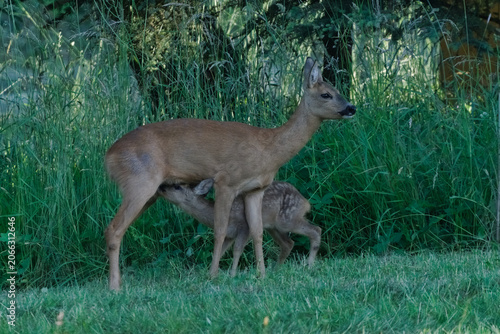 Roe deer mother and fawn nursing in the edge of the forest at twilight. Nature of Czech republic.
