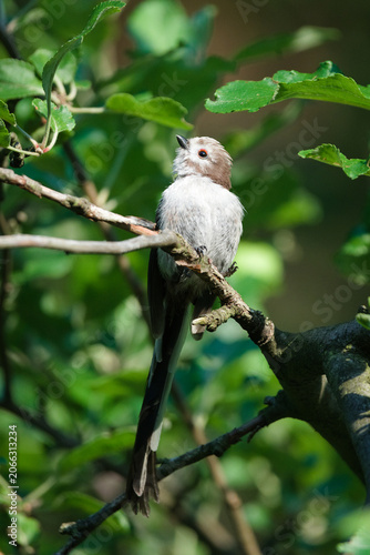 Juvenile long-tailed tit with prominent red eyering perching on a branch in a green forest. Nature of Czech republic.