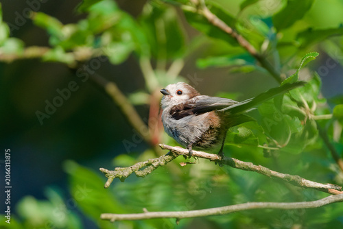 Juvenile long-tailed tit with prominent red eyering perching on a branch in a green forest. Nature of Czech republic.