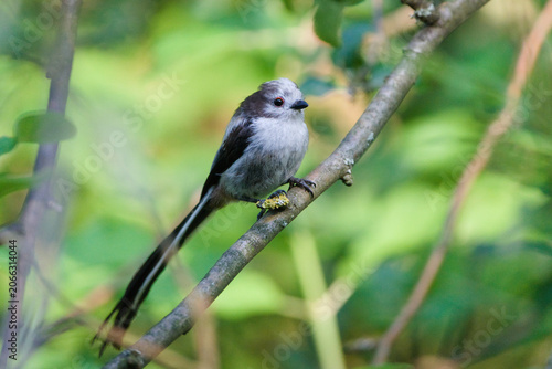 Juvenile long-tailed tit with prominent red eyering perching on a branch in a green forest. Nature of Czech republic.