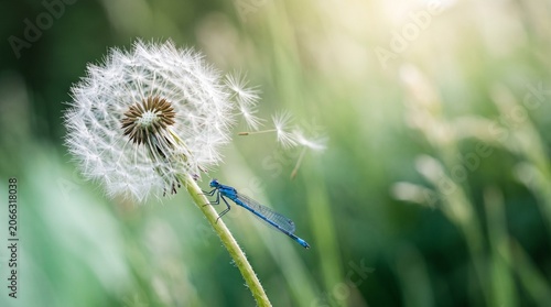 A vibrant blue damselfly resting on a delicate dandelion seed head