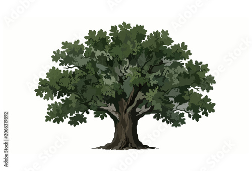 Photos Mature Oak Tree Isolated with Clipping Path Botanical Illustration