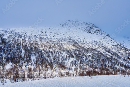 Majestic Snow-Covered Mountain Peak in Lofoten, Norway: Scenic Winter Landscape with Bare Birch Trees on Slopes, Beautiful Arctic Nature and Wilderness Vista.