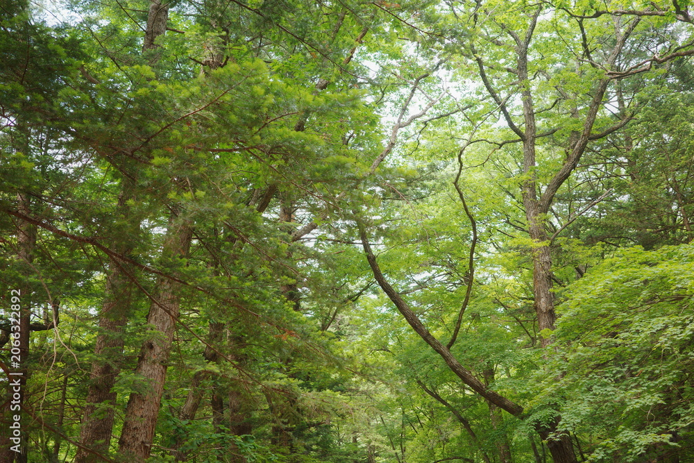 Fototapeta premium Looking Up Through Mixed Forest Canopy with Pine and Deciduous Trees