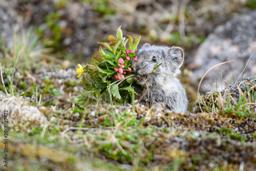 Collared Pika Gathering Flowers for Haypile, Hatcher Pass, Alask