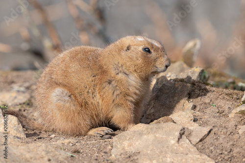 Quadro su tela Portrait of a groundhog (marmota monax)