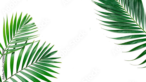 Foto Beautiful border arrangement of green tropical palm tree leaves isolated on tran