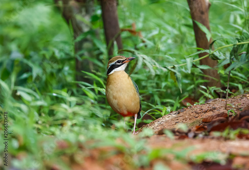 Most beautiful pic of the most beautiful bird indian pitta at western ghats india. Every wildlife photographers dream to click this colourful bird. 