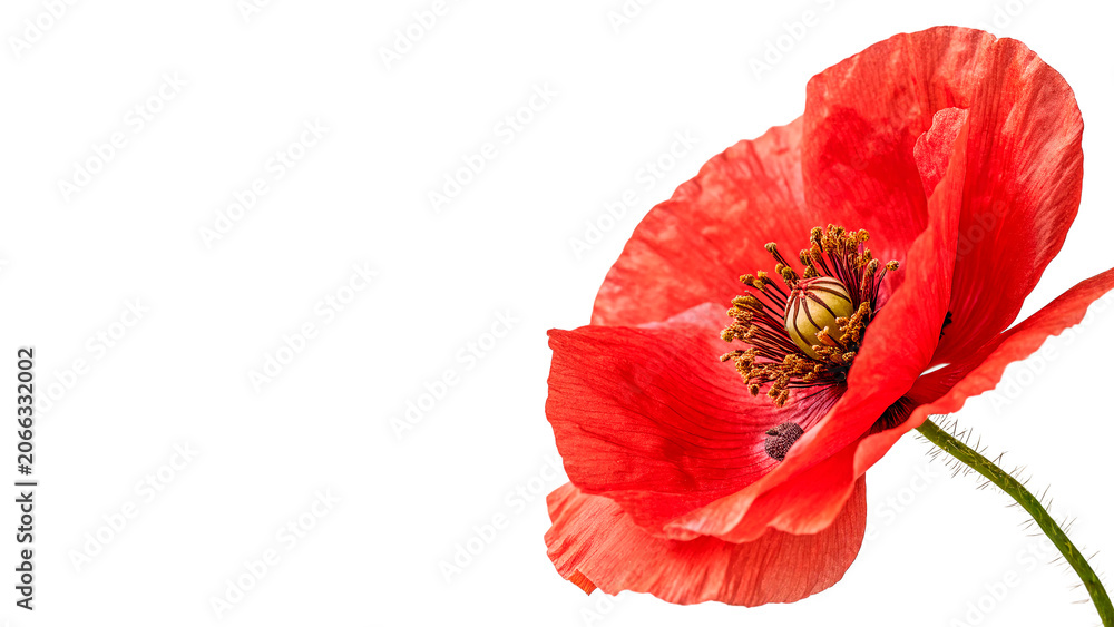 Fototapeta premium Beautiful bright red poppy flower on green stem with bud isolated on transparent background cut out