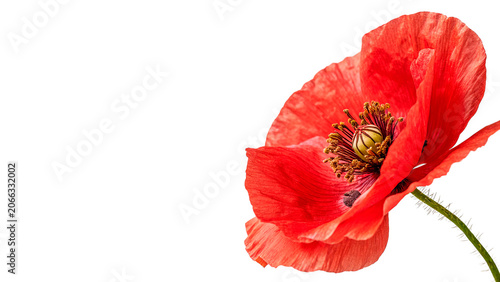 Fotografía Beautiful bright red poppy flower on green stem with bud isolated on transparent