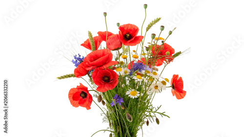Fotografie Beautiful wild bouquet of fresh red poppies and white wildflowers isolated on tr