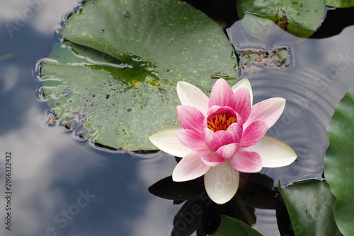 Obraz na plátně 花　 植物 　池　 flowers plants ponds