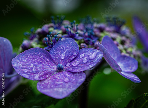 雨に濡れる額紫陽花