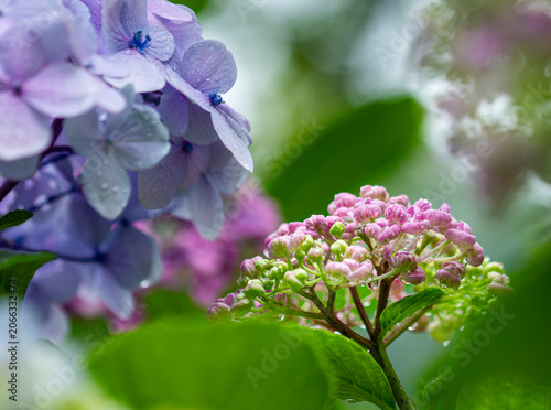 雨に濡れる紫陽花