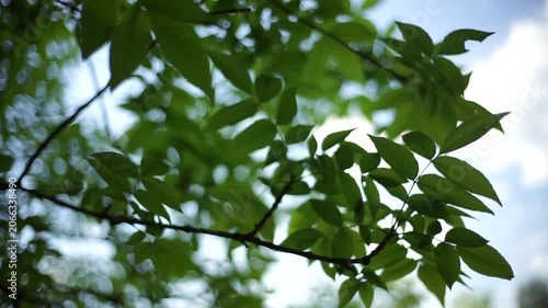 Green tree branches and leaves swaying gently in wind with soft bokeh. Natural light, shallow depth of field, peaceful summer nature background footage.