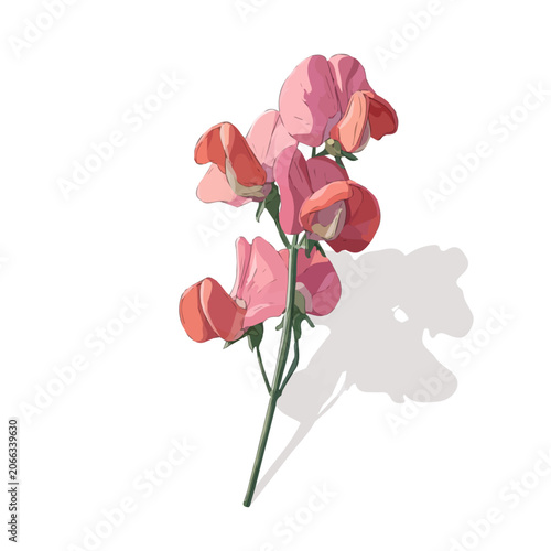 Foto 2D flat vector graphic of a Sweet Pea Flower in icon style, isolated on white ba