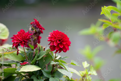 Vibrant red dahlia flowers blooming in the garden with green leaves on a soft blurred background.