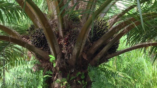 Close-up of ripe oil palm fruit clusters growing on an oil palm tree in a tropical plantation. Represents palm oil production, food industry, agriculture, sustainability, and environmental challenges.