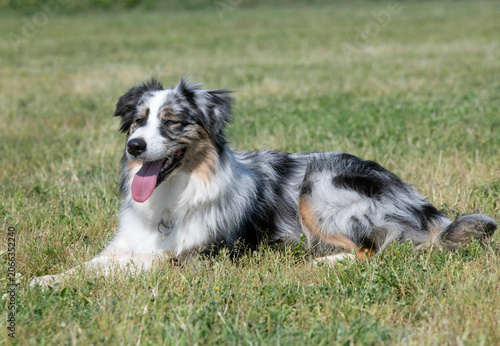 Foto training of australian shepherd