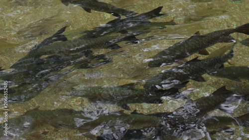 Freshwater carp swimming in a shallow crystal-clear river in southern Thailand. Natural tropical river habitat showcasing healthy freshwater ecosystem, biodiversity, and aquatic wildlife.
