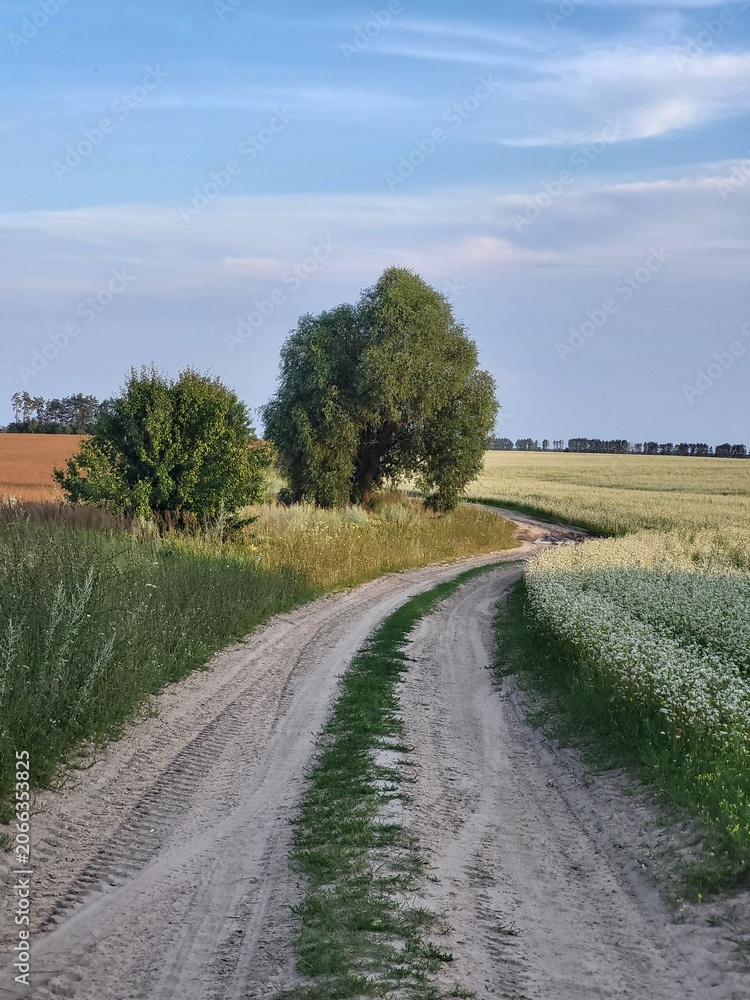 Naklejka premium Country pathway near branching green trees, infrastructure of farm homesteads and wild nature