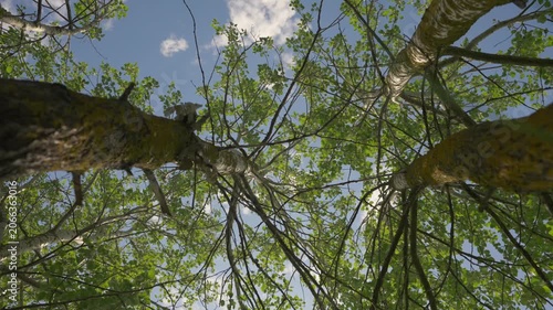 Looking up at tall trees with sun rays filtering through branches in forest environment. Concept of natural beauty, conservation and healthy ecosystem
