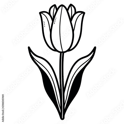 hand drawn tulip