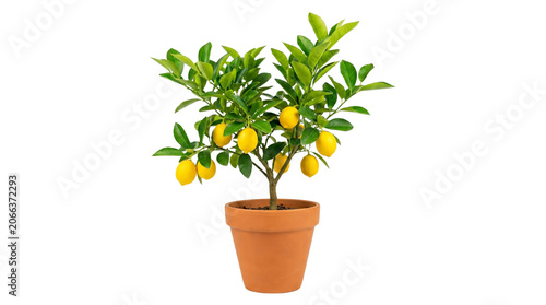Canvastavla Potted lemon tree with ripe yellow fruit and green leaves, citrus limon plant in