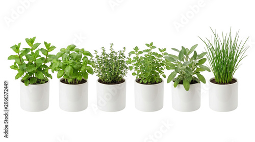Quadro su tela Fresh culinary herbs in white ceramic pots, collection of green aromatic plants