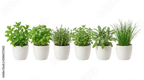 Fresh aromatic herbs in white ceramic pots, collection of 6 culinary herb plants, green basil mint thyme sage and chives for kitchen gardening isolated PNG with Transparent Background