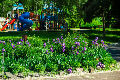 A flower bed in a city park on a sunny day.
