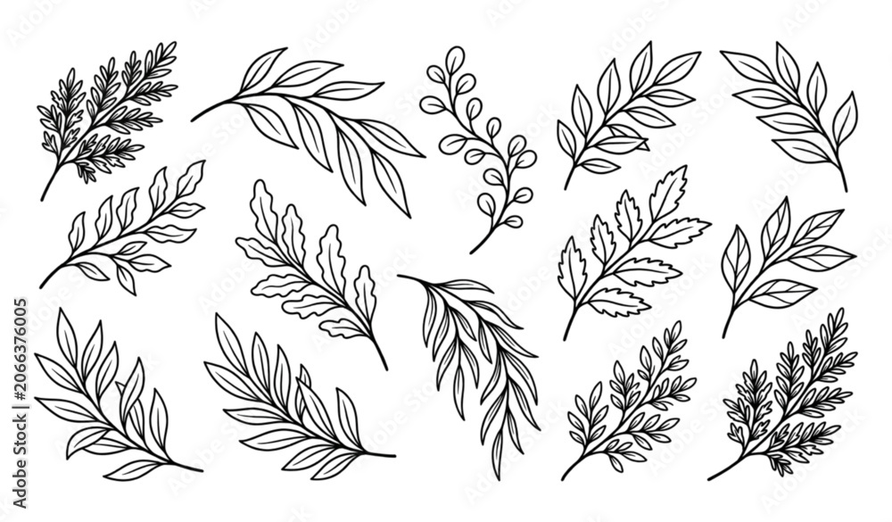 Fototapeta premium Hand Drawn Organic Plant Branch Outline Icon Collection Black Line Vector