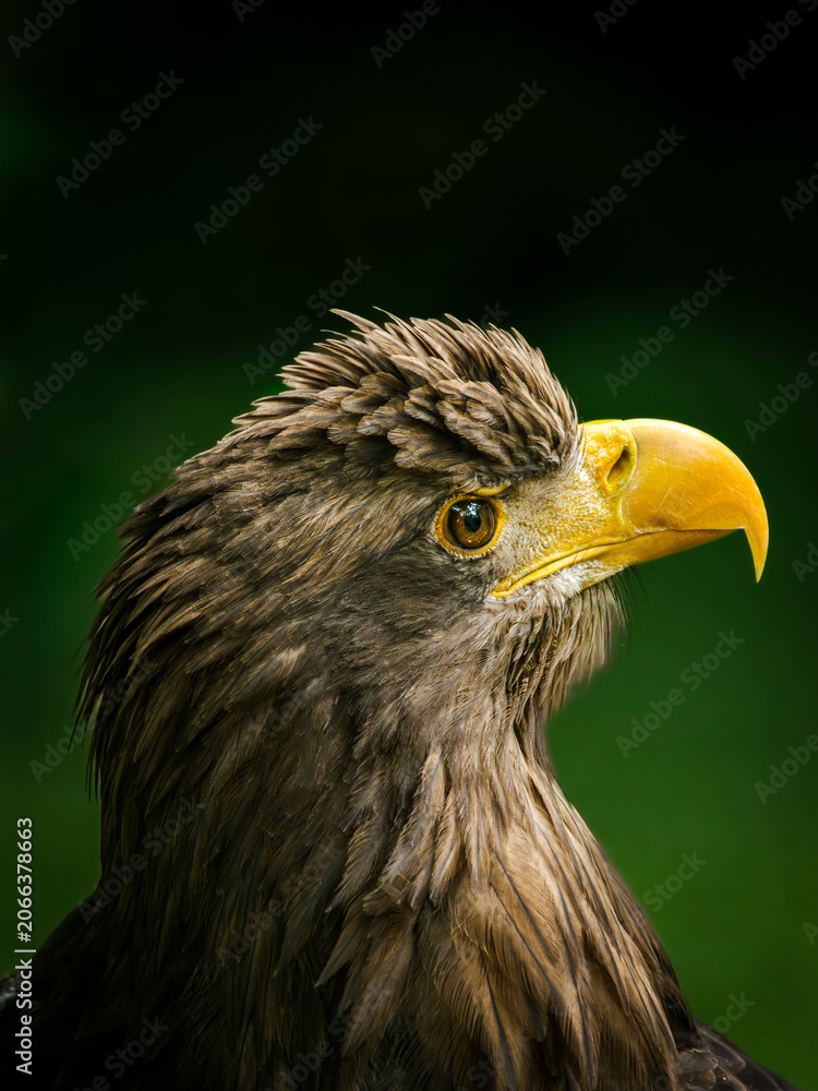 Obraz premium A majestic close-up portrait of a White-tailed Eagle (Haliaeetus albicilla), also known as the Eurasian sea eagle, showcasing its sharp yellow beak and intense gaze against a dark background.