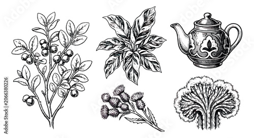 Foto Vintage botanical tea set vector, hand drawn herbal tea ingredients and teapot,