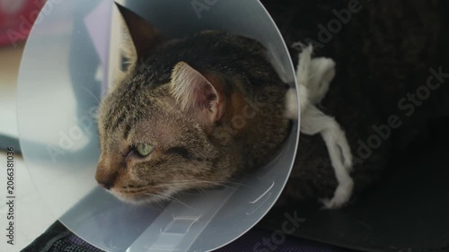 Sad Tired Tabby Cat with Cone Collar Lying Down After Veterinary Surgery Recovery