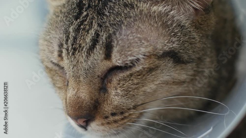 Sad Tired Tabby Cat with Cone Collar Lying Down After Veterinary Surgery Recovery