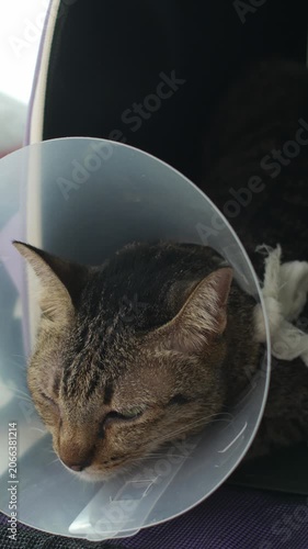 Sad Tired Tabby Cat with Cone Collar Lying Down After Veterinary Surgery Recovery