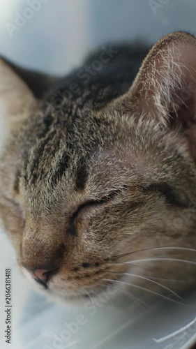 Sad Tired Tabby Cat with Cone Collar Lying Down After Veterinary Surgery Recovery