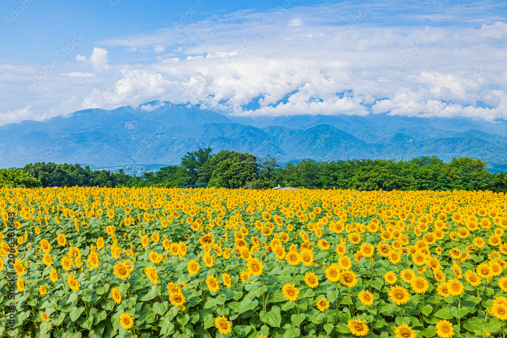 Fototapeta premium 山梨県 明野のひまわり畑