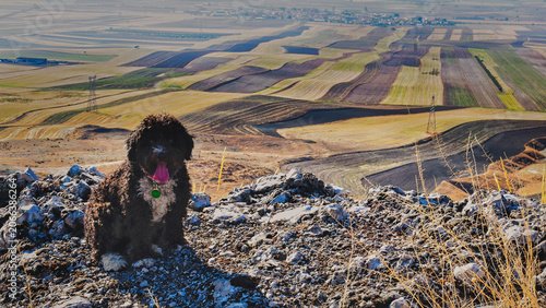 Fotografi Black curly dog sitting on a rocky hilltop overlooking patchwork fallow cereal fields in La Sagra, Toledo, Spain
