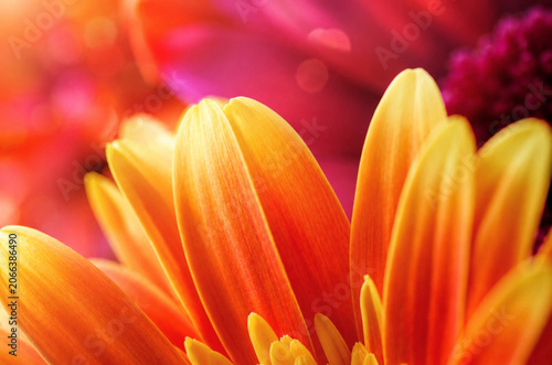 Vibrant Orange Flower Petals Macro with Abstract Bokeh Background